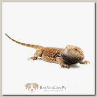 EXOPRIMA Pogona vitticeps "Fire&Ice Citrus Tiger" Бородатая агама, XS-S  (Германия)