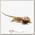 EXOPRIMA Pogona vitticeps 