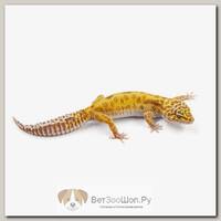 Eublepharis macularius, Пятнистый леопардовый эублефар TA jungle EXOPRIMA
