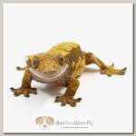 Реснитчатый бананоед Mixed Morphs ExoPrima, L