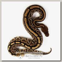 EXOPRIMA Python regius "Bongo spotnose 66% het clown" Королевский питон, S-M (Германия)