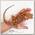 EXOPRIMA Pogona vitticeps 