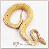 EXOPRIMA Python regius "Banana poss het clown" Королевский питон, S-M (Германия)