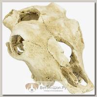 LUCKY REPTILE Декорация для террариума, череп "Skull Cow"
