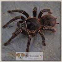 EXOPRIMA Lasiodora parahybana Бразильский розовый (Лошадиный) паук-птицеед, M (Германия)