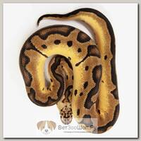 EXOPRIMA Python regius "Fire blade junglewoma clown" Королевский питон, S-M (Германия)