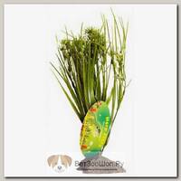 LUCKY REPTILE Растение для террариумов декоративное "Serengeti Grass", 30 см