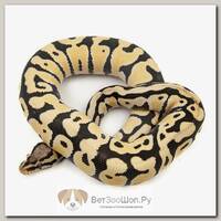 EXOPRIMA Python regius "Pastel harlequin desert ghost" Королевский питон, самец, S-M (Германия)