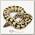 EXOPRIMA Python regius 