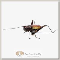 Магнит BLUE BUG "Сверчок" коричневый