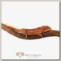 EXOPRIMA Пантеровый хамелеон Ambilobe, M (Германия)