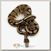 EXOPRIMA Python regius "Super pastel spider clown" Королевский питон, S-M (Германия)