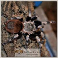 EXOPRIMA Nhandu chromatus Полосато-белый паук-птицеед, XS (Германия)