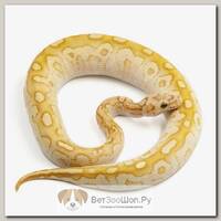 EXOPRIMA Python regius "Banana lesser clown" Королевский питон, самец, S-M (Германия)