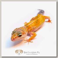 EXOPRIMA Эублефар пятнистый Hypo Tangerine Enigma het TA poss SHT, S