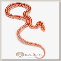 EXOPRIMA Маисовый полоз Tessera amel, S (Германия)