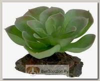 LUCKY REPTILE Декоративное растение для террариумов "Echeveria"