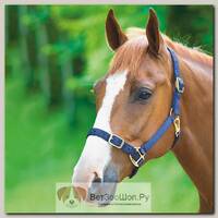 Недоуздок регулируемый Shires, синий