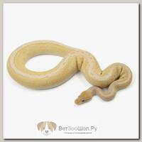 EXOPRIMA Python regius "Banana butter cinnamon pinstripe special" Королевский питон, самец, S-M, №192 (Германия)