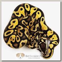 EXOPRIMA Python regius "Pastel yb" Королевский питон, S-M, №29 (Германия)