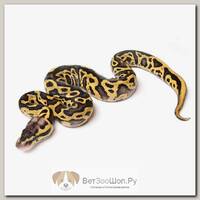EXOPRIMA Python regius "Pastel yb leopard" Королевский питон, S-M, №37 (Германия)