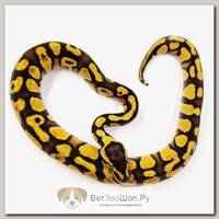EXOPRIMA Python regius "Enchi pastel" Королевский питон, S-M, №245 (Германия)