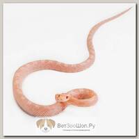 ExoPrima Маисовый полоз Red factor hypo snow, S (Германия)