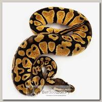 EXOPRIMA Python regius "Pastel" Королевский питон, S-M, №267 (Германия)