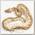 EXOPRIMA Python regius 
