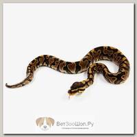 EXOPRIMA Python regius "Yellow belly" Королевский питон, S-M, №239 (Германия)