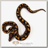 EXOPRIMA Python regius "Yellow belly" Королевский питон, S-M, №62 (Германия)