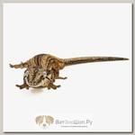 Rhacodactylus auriculatus Геккон новокаледонский ушастый ExoPrima  (Германия)