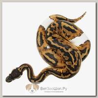 EXOPRIMA Python regius "Piebald" Королевский питон, самец, S-M, №106 (Германия)