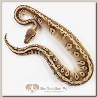 EXOPRIMA Python regius "Mojave pastel hgwg" Королевский питон, самка, S-M (Германия)