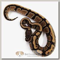 EXOPRIMA Python regius "Normal" Королевский питон, S-M, №286 (Германия)