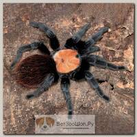 EXOPRIMA Brachypelma albiceps Брахипельма альбицепс, S (Германия)