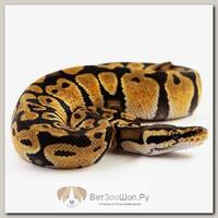 EXOPRIMA Python regius "Pastel het dg" Королевский питон, S-M (Германия)