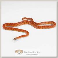 ExoPrima Маисовый полоз Sunkissed hypo, S (Германия)