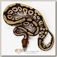 EXOPRIMA Python regius "Mojave" Королевский питон, S-M (Германия)