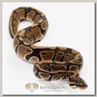 EXOPRIMA Python regius "Normal" Королевский питон, S-M, №231 (Германия)