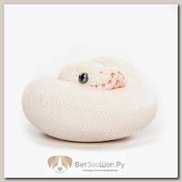 Коллекционная фигурка "Питон королевский Blue Eyed Leucistic"