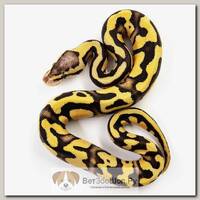 EXOPRIMA Python regius "Enchi pastel od" Королевский питон, S-M (Германия)