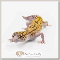 Eublepharis macularius, Пятнистый леопардовый эублефар TA eclipse EXOPRIMA