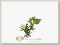 AQUA DELLA Растение для аквариумов "Florascape 6"