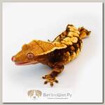 ExoPrima Бананоед реснитчатый Harlequin, S