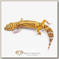 Eublepharis macularius, Пятнистый леопардовый эублефар Mack snow TA eclipse EXOPRIMA