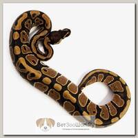 EXOPRIMA Python regius "Normal" Королевский питон, S-M, №253 (Германия)