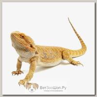 EXOPRIMA Pogona vitticeps "Fire&Ice Hypo Super Citrus Leather" Бородатая агама, XS-S (Германия)