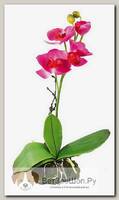 LUCKY REPTILE Декоративное растение "Orchid pink"