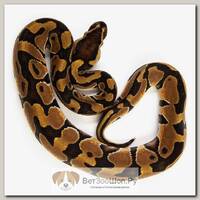 EXOPRIMA Python regius "Enchi" Королевский питон, S-M (Германия)